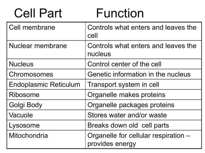 Animal cell parts and functions coloring sheet