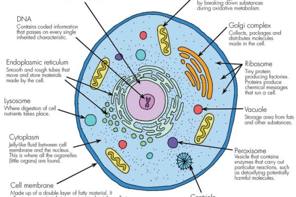 Animal cell parts and functions coloring sheet