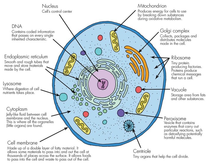 Animal cell parts and functions coloring sheet