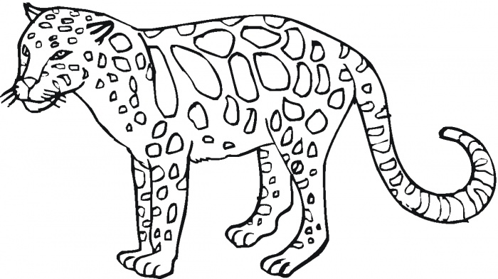 Coloring pages for wild animals