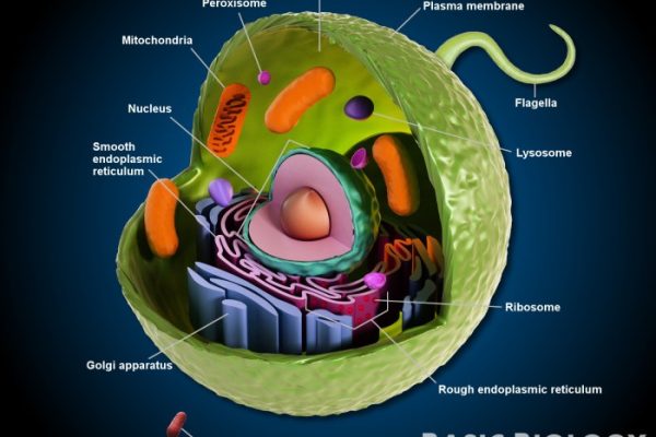 Animal cell coloring key labeled