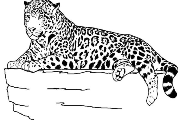 Free coloring pages animals online