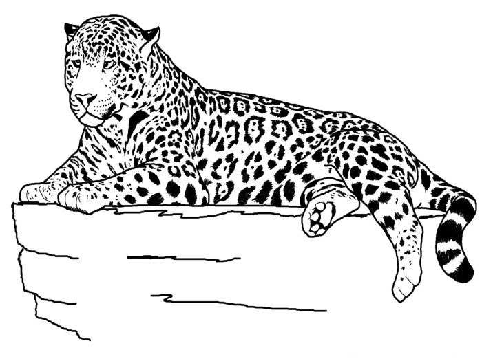 Free coloring pages animals online