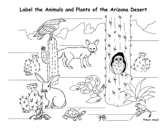 Desert animals habitats coloring pages