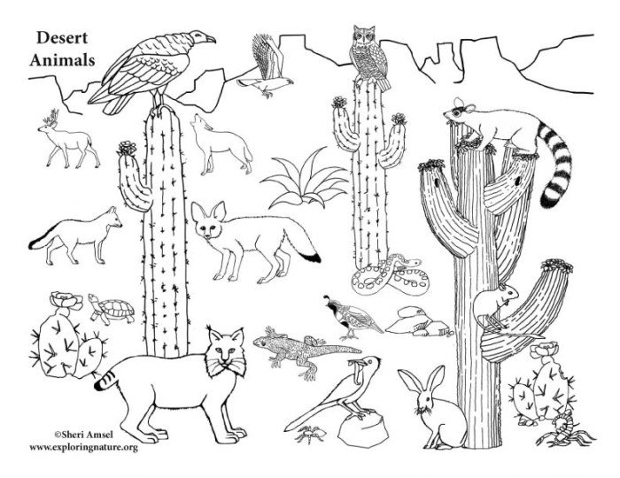 Desert animals habitats coloring pages