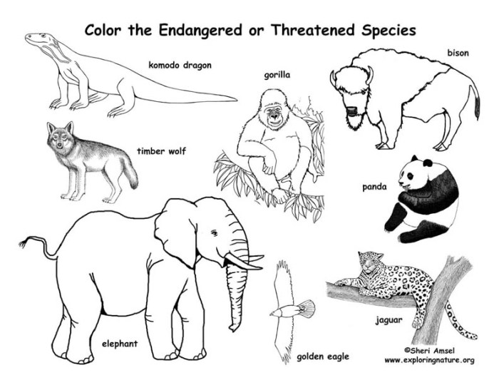 Endangered animals coloring book