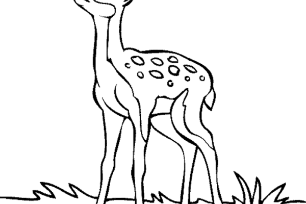 Cute baby animal deer coloring pages