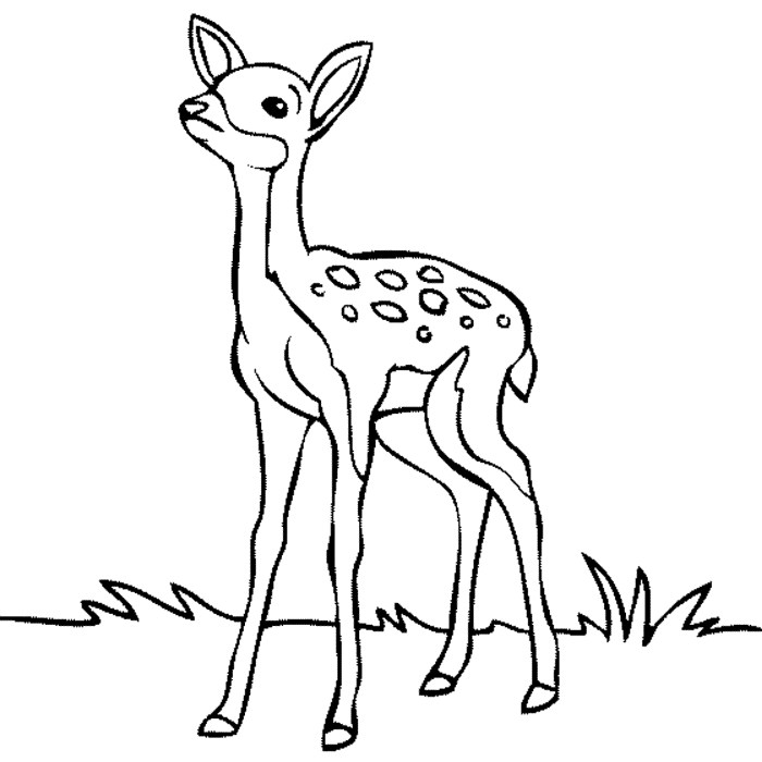 Cute baby animal deer coloring pages