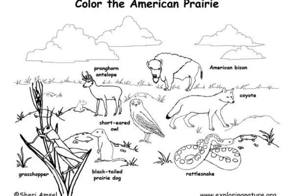 North american animals coloring pages