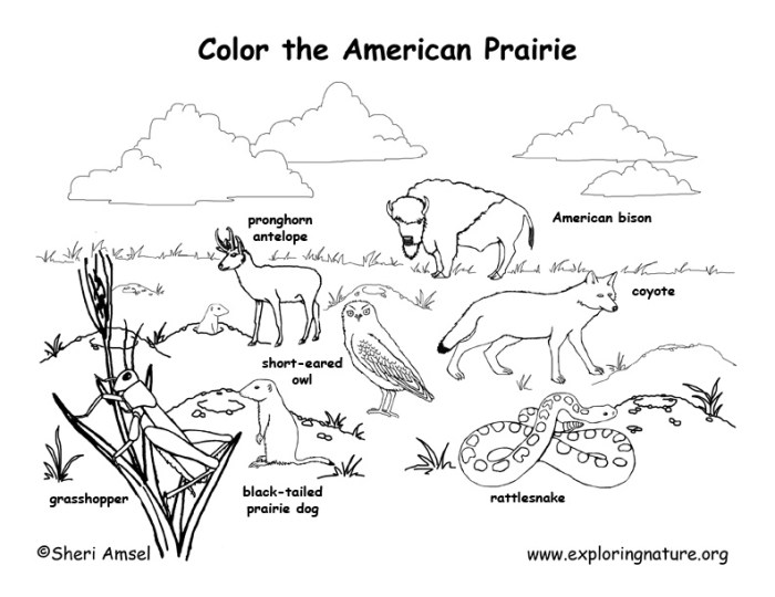 North american animals coloring pages