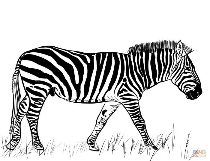 Zebra coloring pages printable drawing categories